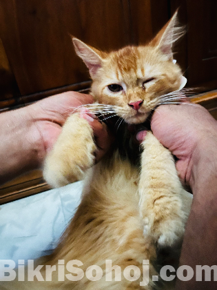 Cream Persian